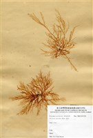 藏品(梳苔)的圖片